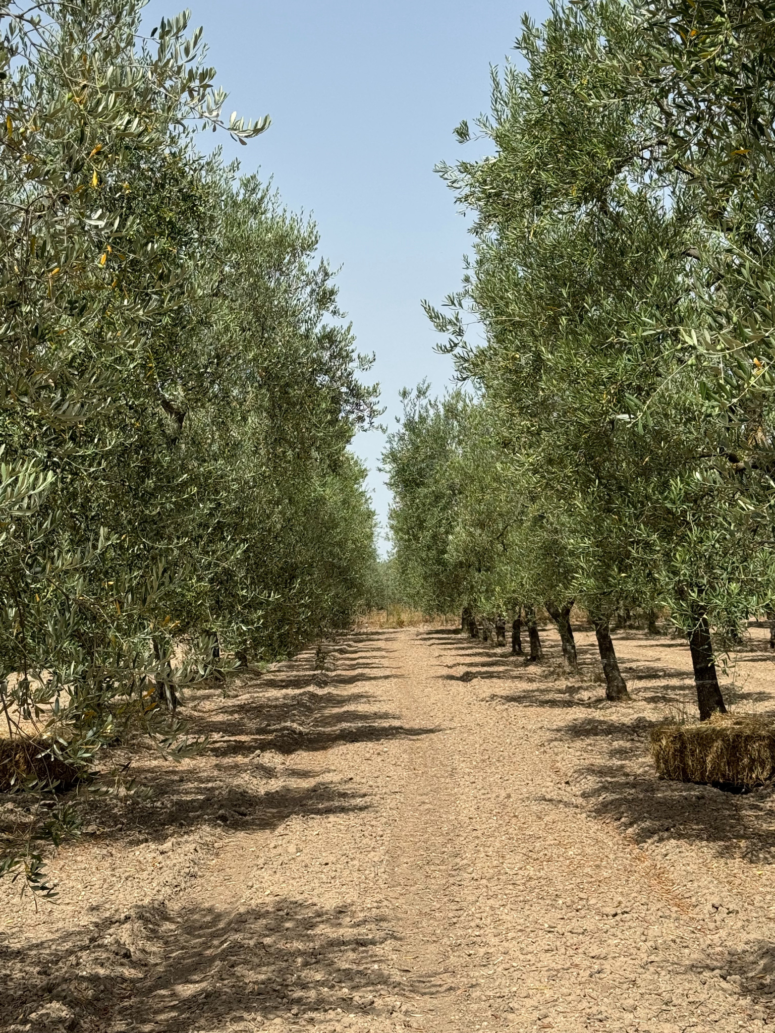 Custodi del Giardino: Olijfboom Adoptie